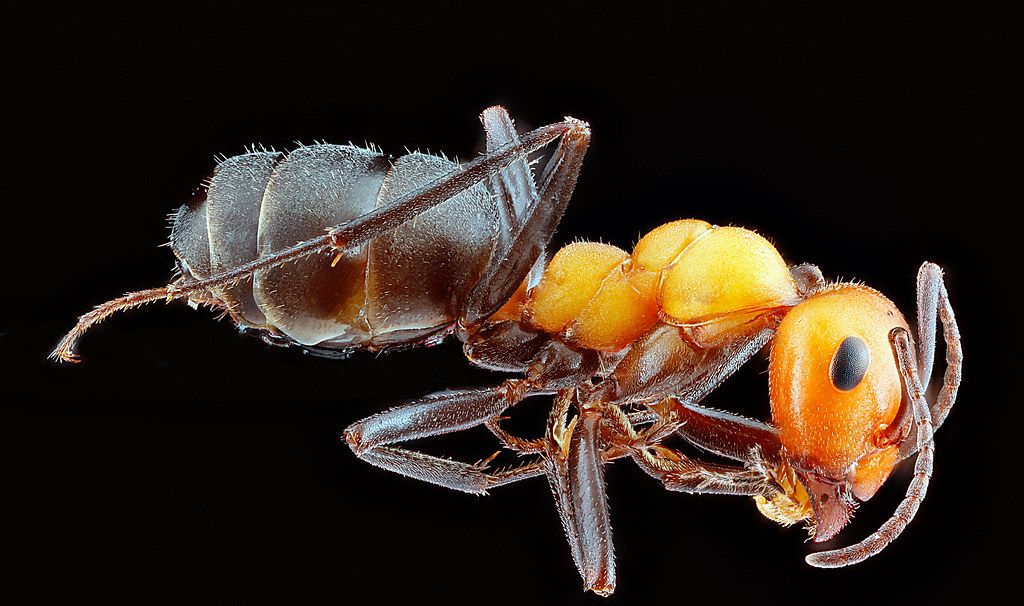 Ant Control service in Brockton, MA