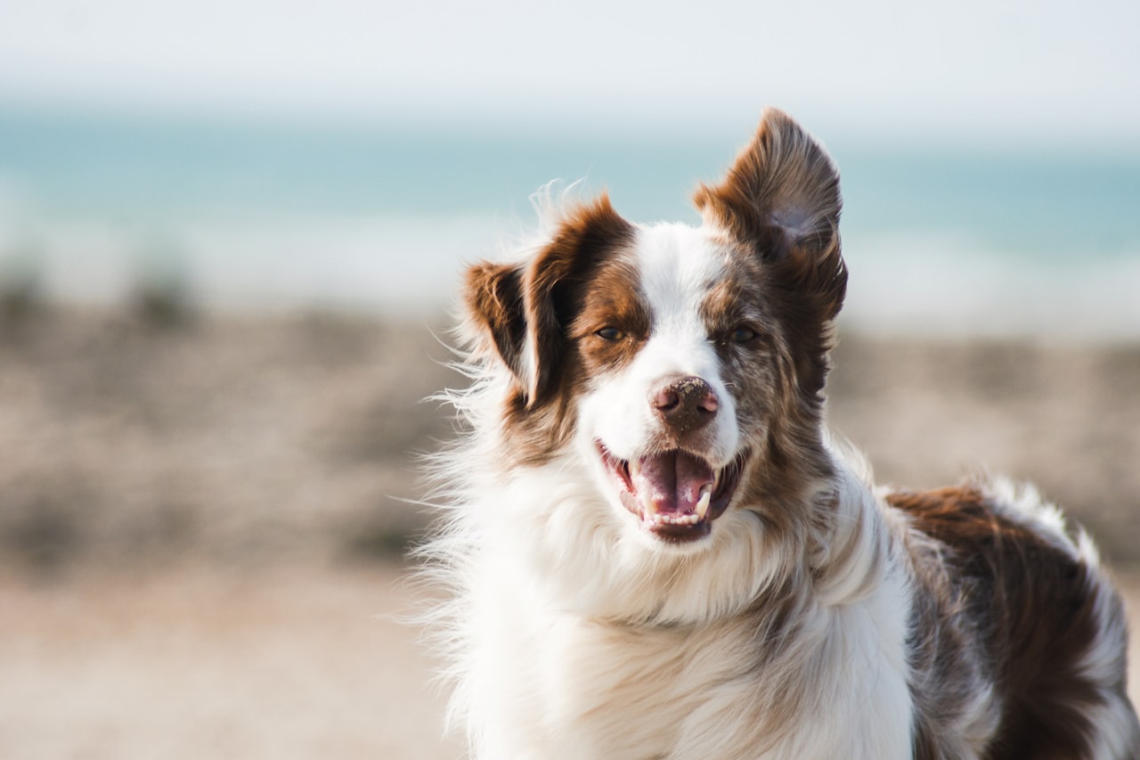 Flea & Tick Control service in Brockton, MA