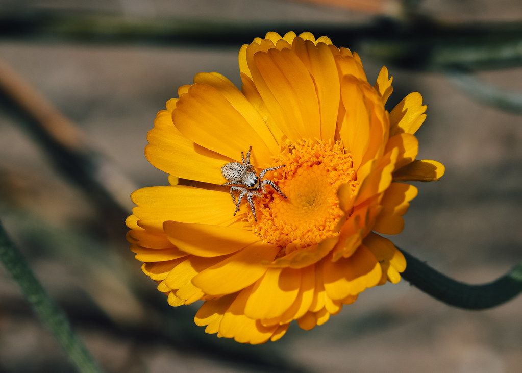 Spider Control service in Brockton, MA